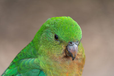 Close-up of parrot