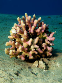 Close-up of coral in sea