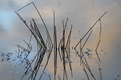 Close-up of plants in lake against sky