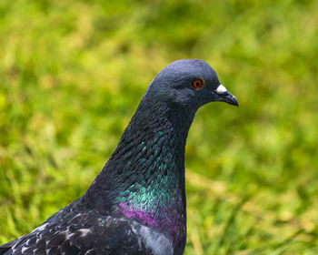 Close-up of a bird looking away