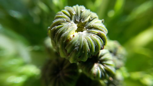 Close-up of plant growing on plant