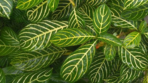 Full frame shot of green leaves