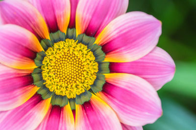 Close-up of pink flower