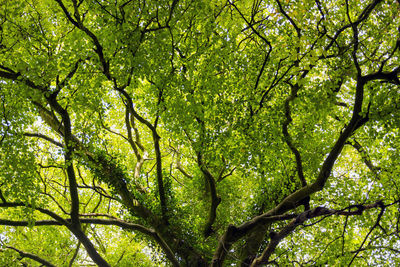 Low angle view of trees in forest