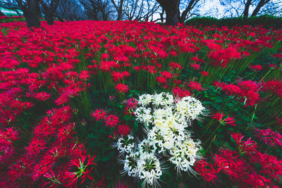 Close-up of red flowering plant in park