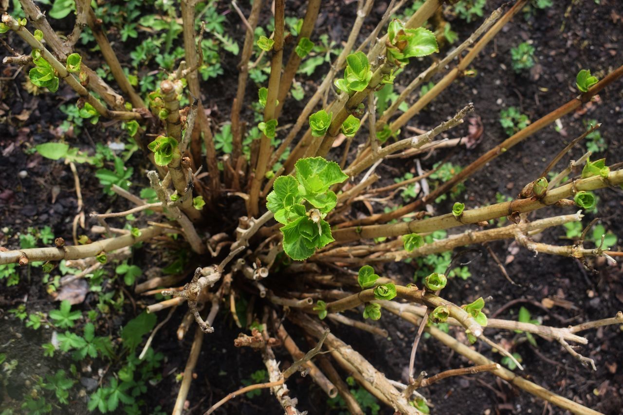 HIGH ANGLE VIEW OF PLANTS ON FIELD