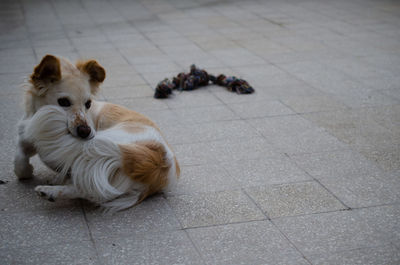 High angle view of dog sitting on footpath