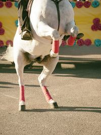 Low section of person on white horse