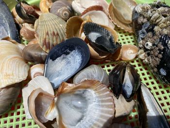High angle view of fish for sale