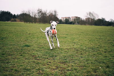 Dalmatian dog playing with dog on field