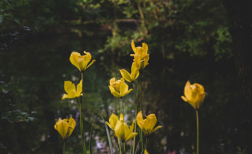 Close-up of yellow flowering plants on field