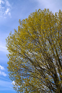 Low angle view of tree against sky during autumn