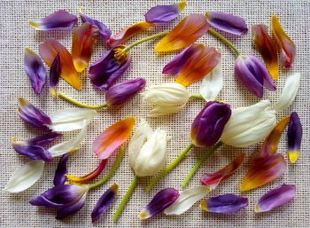 Directly above view of colorful flower petals