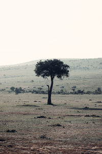 Tree on field against clear sky