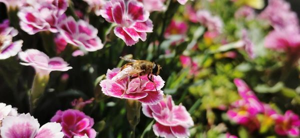 Close-up of bee pollinating on pink flower