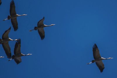 Low angle view of cranes flying against clear blue sky