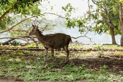 Deer standing on field