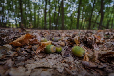 Close-up of fruits growing on field in forest