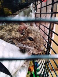 Close-up of an animal in cage