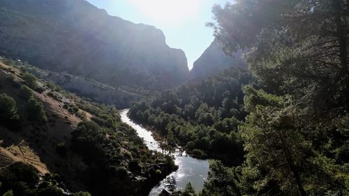 Scenic view of river in forest against sky