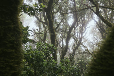 Low angle view of sunlight streaming through trees in forest