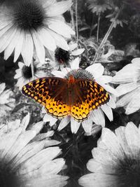 Close-up of butterfly pollinating on yellow flower