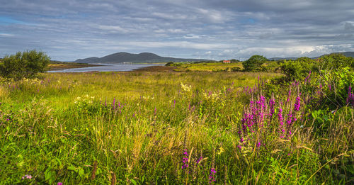 Meadow with wildflowers and lagoon near ardcost cross, ireland