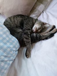 Close-up of cat sleeping on bed