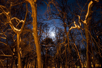 Bare trees in forest against sky