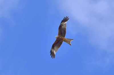 Low angle view of eagle flying against clear blue sky
