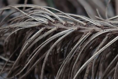 Close-up of dried plant on field