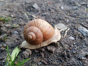 Close-up of snail on land