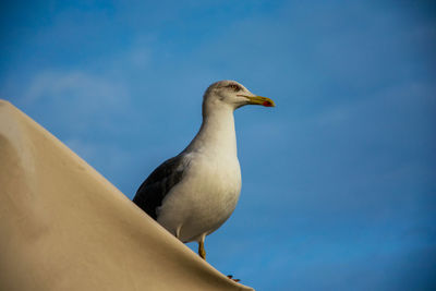 Low angle view of seagull perching on wall