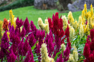 Close-up of fresh purple flowers in field