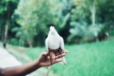 Close-up of woman hand holding tree against blurred background