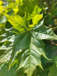 Close-up of leaves