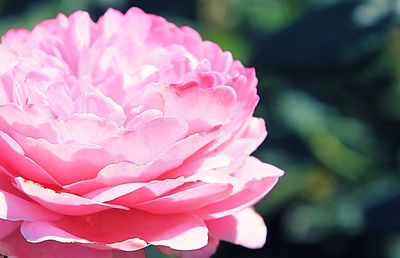 Close-up of pink rose