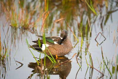 Bird on a lake