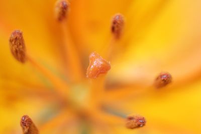 Macro shot of yellow flower