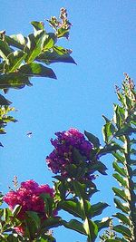 Low angle view of plants against clear blue sky