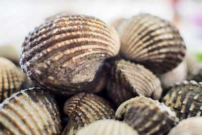 Close-up of seashells