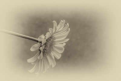 Close-up of white flowers