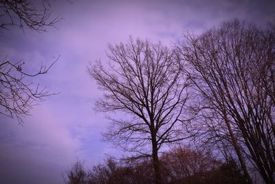 Low angle view of bare trees against sky