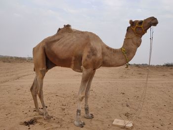 Side view of a horse on sand