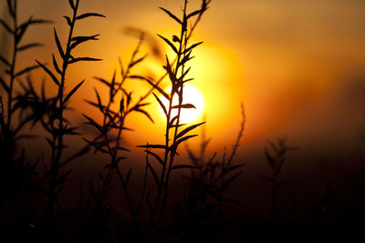 Close-up of silhouette plants growing on field against sky