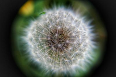 Close-up of dandelion flower