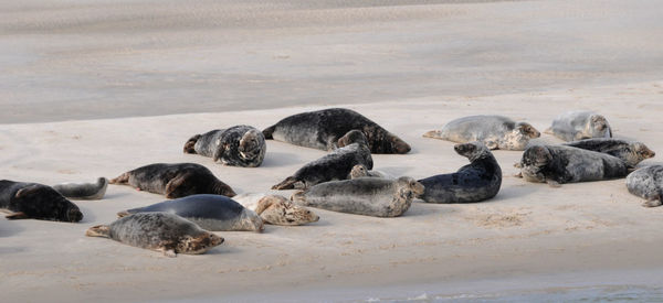 View of sheep on beach