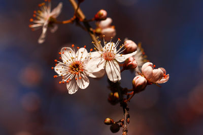 Close-up of flowers