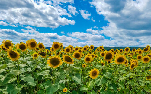 Close-up of sunflowers on field against sky