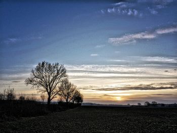 Bare tree on field against sky at sunset